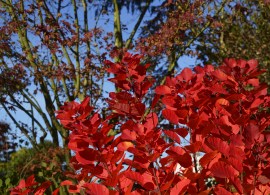 cotinus flamissimo (7)